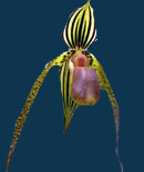 Paph Kolosand
